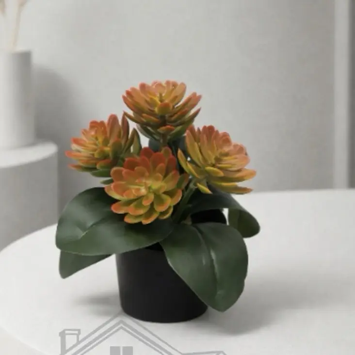 🌸Suculentas decorativas🌸's photo #1
