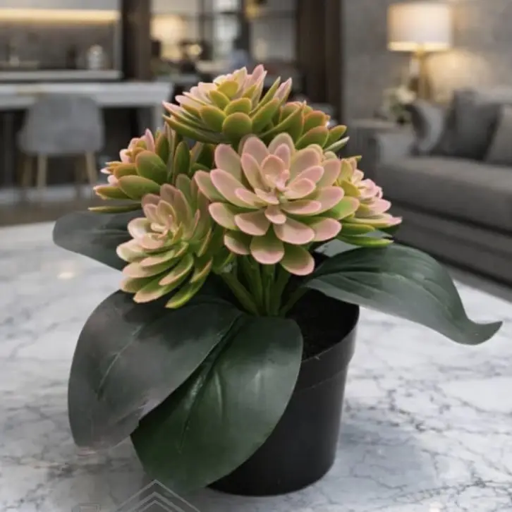 🌸Suculentas decorativas🌸's photo #3