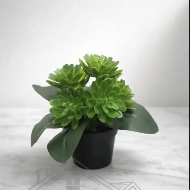 🌸Suculentas decorativas🌸's photo #2